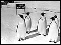 penguins near burma shave signs