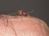 Female common house mosquito, Culex pipiens, feeding.