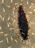 A raft of Culex pipiens eggs hatching.