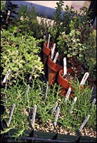 Herbs for sale at a farmer's market