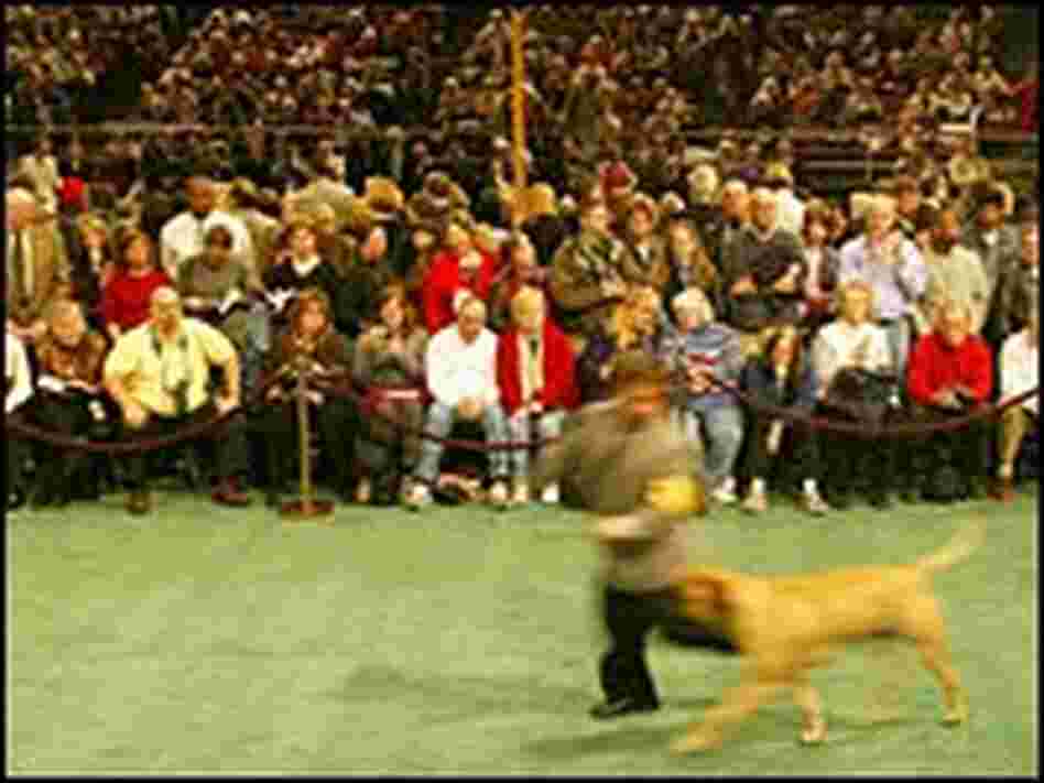 Crowds fill Madison Square Garden for the Westminster Kennel Club dog show. Crowds fill Madison Square Garden for the Westminster Kennel Club dog show.