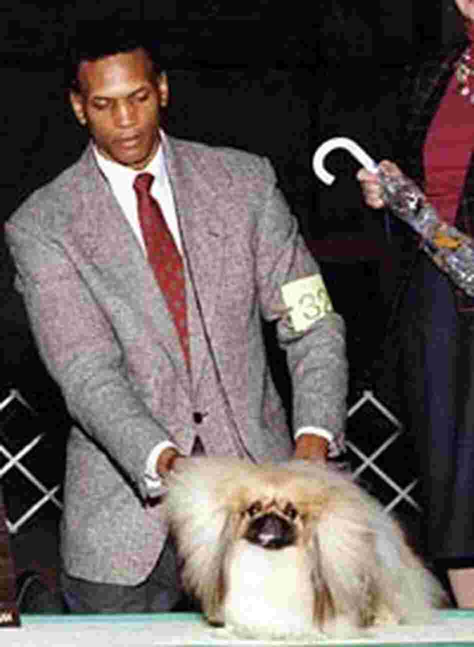 Hiram Stewart shows another winning Pekingese Hiram Stewart shows another winning Pekingese