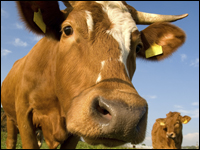 Cow