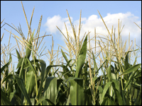 Corn