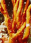 Orange Finger Sponge