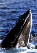 humpback whale