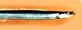 Sand Lance