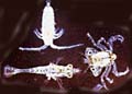 Various Types of Zooplankton
