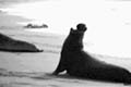 elephant seals