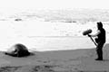 elephant seals