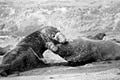 elephant seals