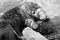 elephant seals