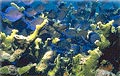 Surgeonfish and Elkhorn Coral