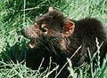 Tasmanian Devil