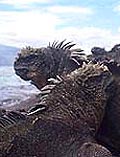 Marine iguanas on the Galapagos Islands