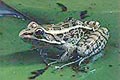pickerel frog