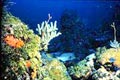 Snapper and grouper spawning habitat