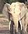 Bai Elephant