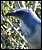 A Florida scurb-jay