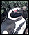 Megallanic penguin in Pategonia.