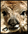 A chiru calf