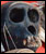 Monkey skull on sale at a Myanmar market