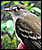 The least flycatcher