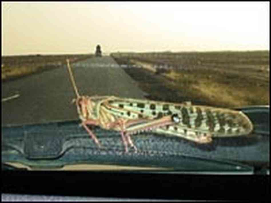 A brightly colored locust from a swarm lands on a car windshield in Senegal. A brightly colored locust from a swarm lands on a car windshield in Senegal.