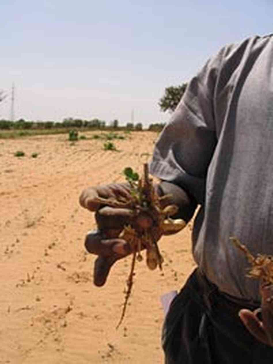A farmer in Senegal holds all that's left of a peanut crop devastated by locusts A farmer in Senegal holds all that's left of a peanut crop devastated by locusts