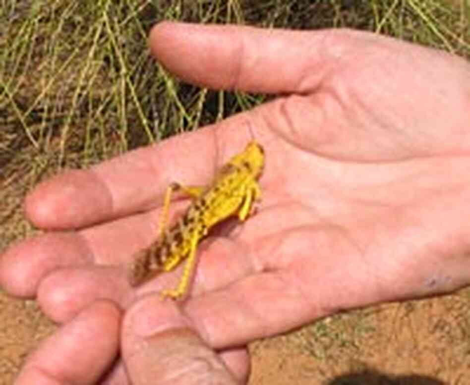 Locusts begin their lives as ordinary green grasshoppers Locusts begin their lives as ordinary green grasshoppers