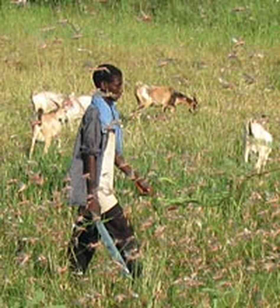 A herdsman in Senegal grazes his goats as locusts swarm all around him. A herdsman in Senegal grazes his goats as locusts swarm all around him.