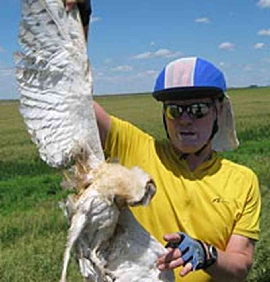 Don Kroodsma holds a unique roadkill found on one of his bike trips -- a barn owl.