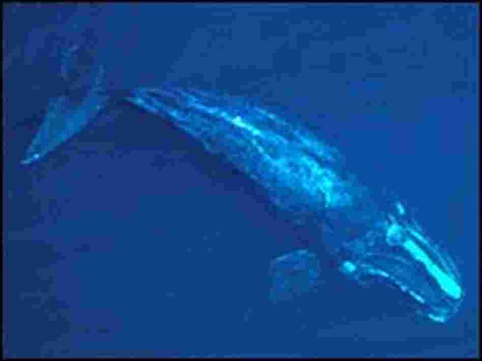 PCCS image of a northern right whale taken under NOAA-Fisheries permit