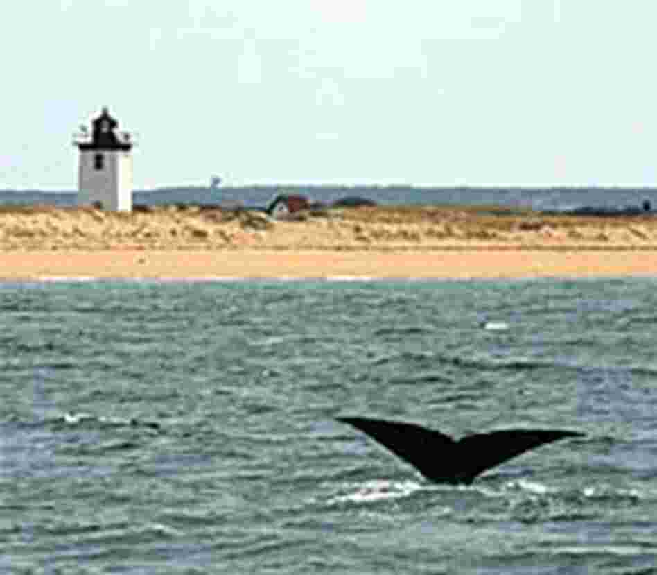 The fluke of a diving northern right whale offshore from a Cape Cod lighthouse