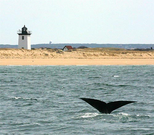 The fluke of a diving northern right whale offshore from a Cape Cod lighthouse