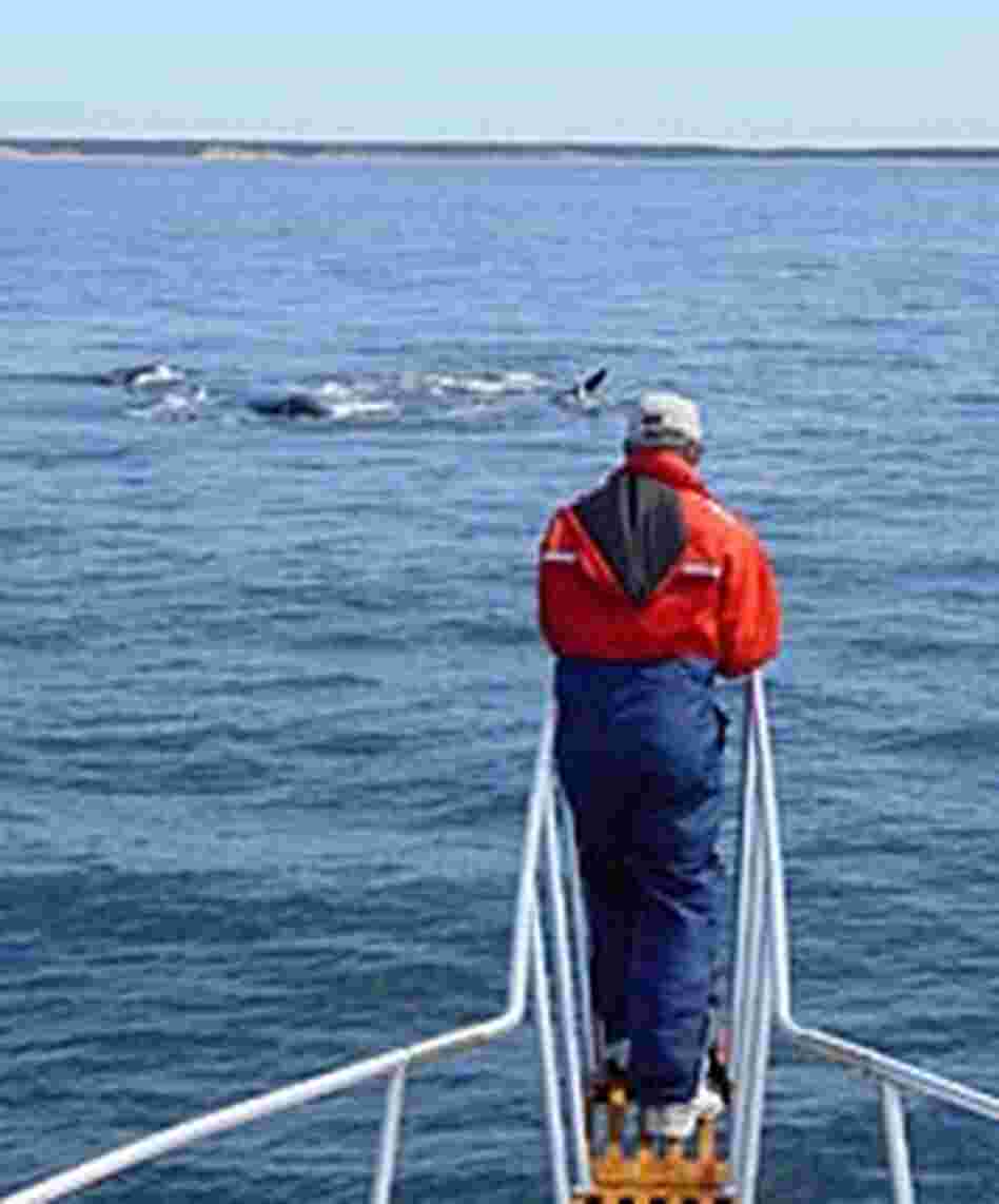 Stormy Mayo sights a northern right whale in Cape Cod Bay