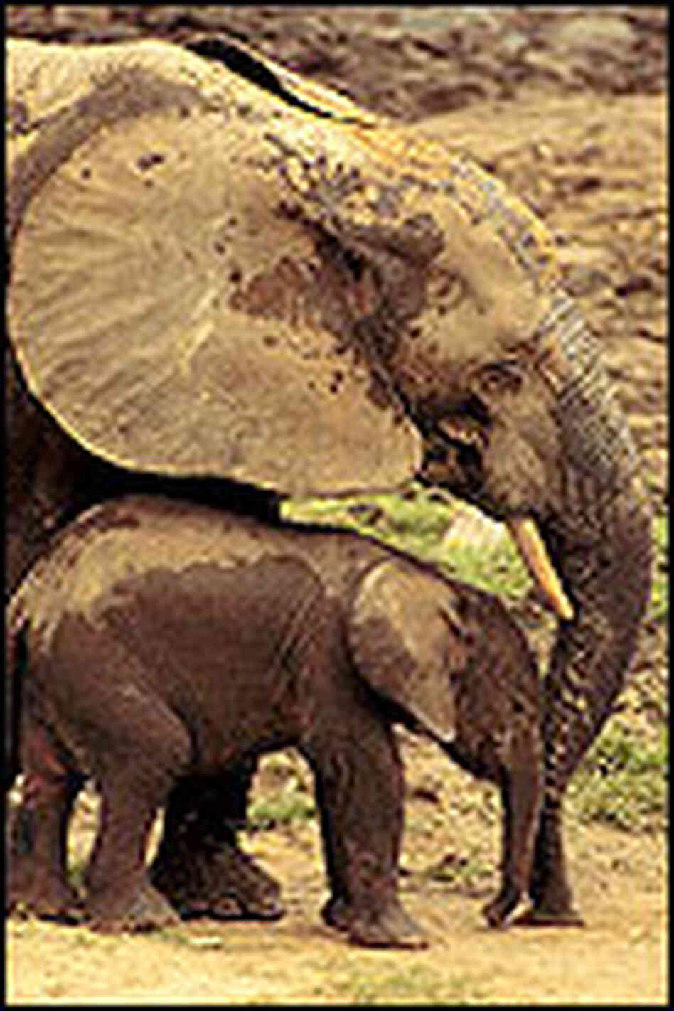 An adult and child elephant at the forest clearing. An adult and child elephant at the forest clearing.