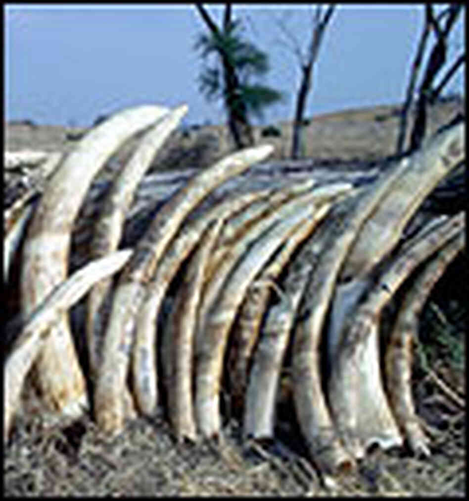 A stack of elephant tusks A stack of elephant tusks
