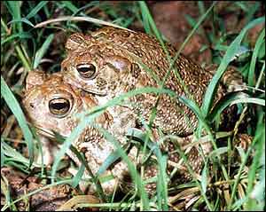 Great Plains toads mating.