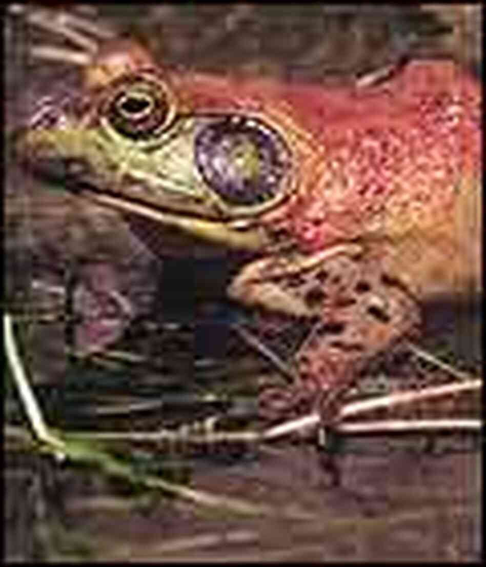 The Frog Man of the Sonoran Desert NPR