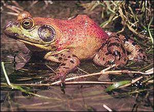 A bullfrog sitting in a marsh.