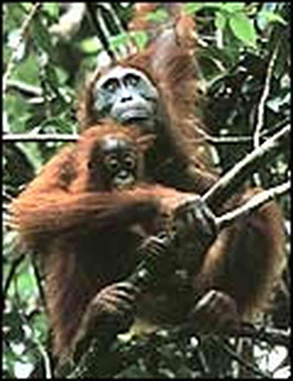A wild mother and baby orangutan in West Kalimantan, Indonesia. A wild mother and baby orangutan in West Kalimantan, Indonesia.