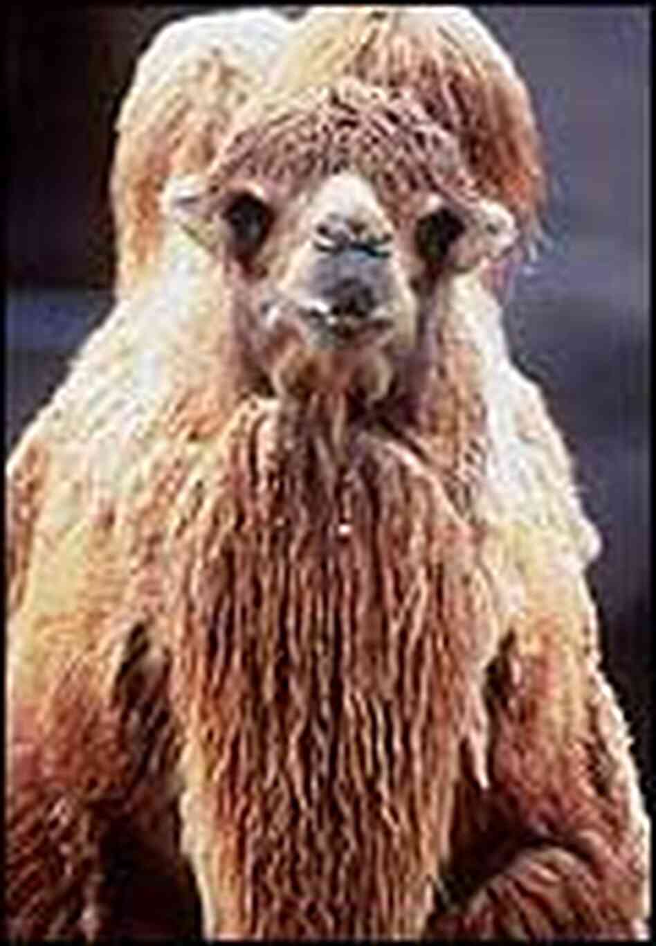 A Bactrian camel, which has a very long coat of fur. A Bactrian camel, which has a very long coat of fur.