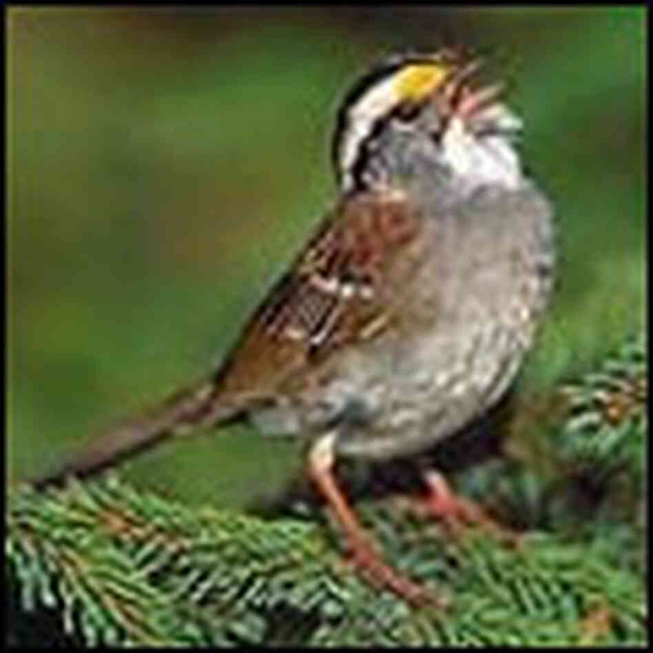 The white-throated sparrow The white-throated sparrow