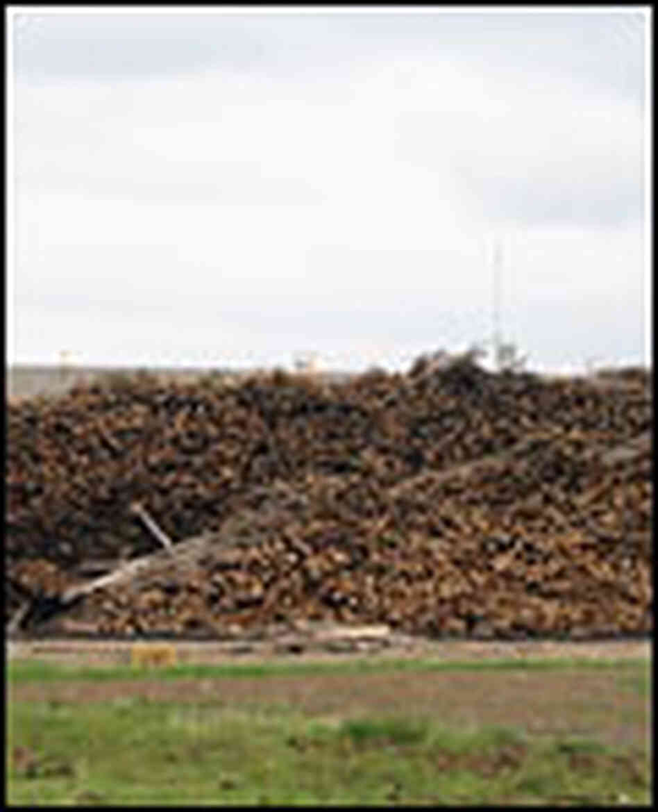 A log yard with a giant pile of trees A log yard with a giant pile of trees