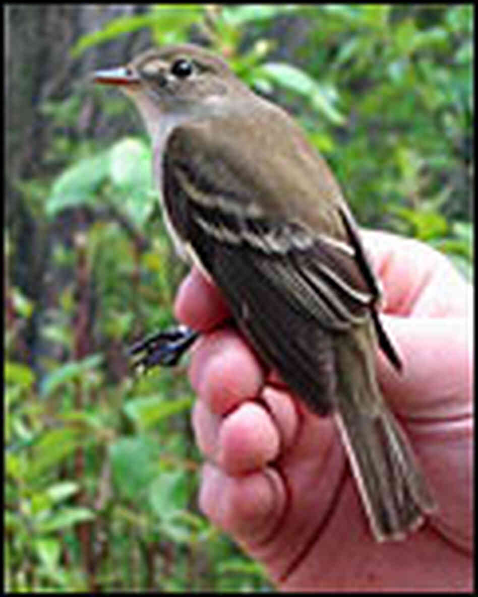 A least flycatcher is small than the hand it is perched on. A least flycatcher is small than the hand it is perched on.