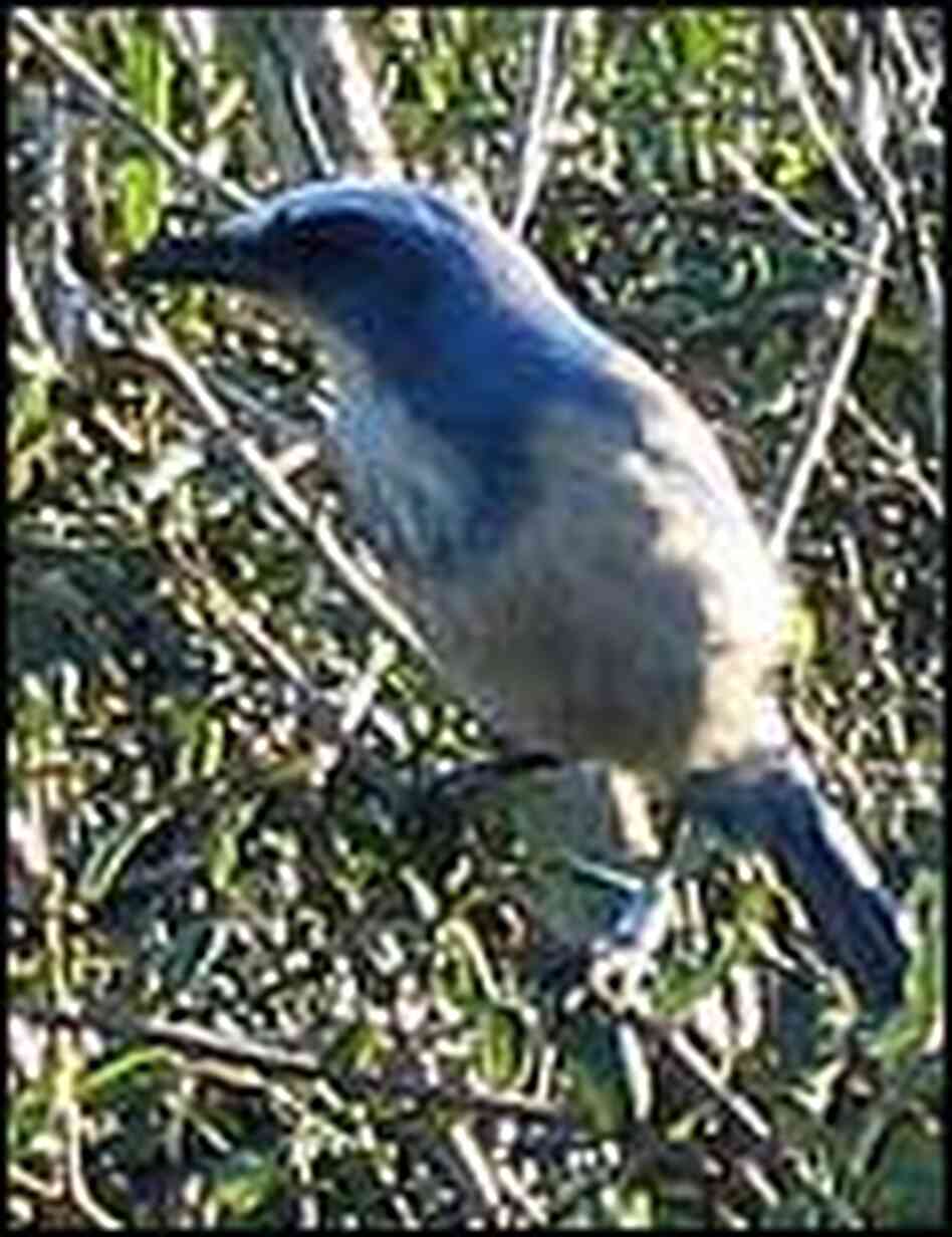 A Florida scrub-jay perched on a branch A Florida scrub-jay perched on a branch