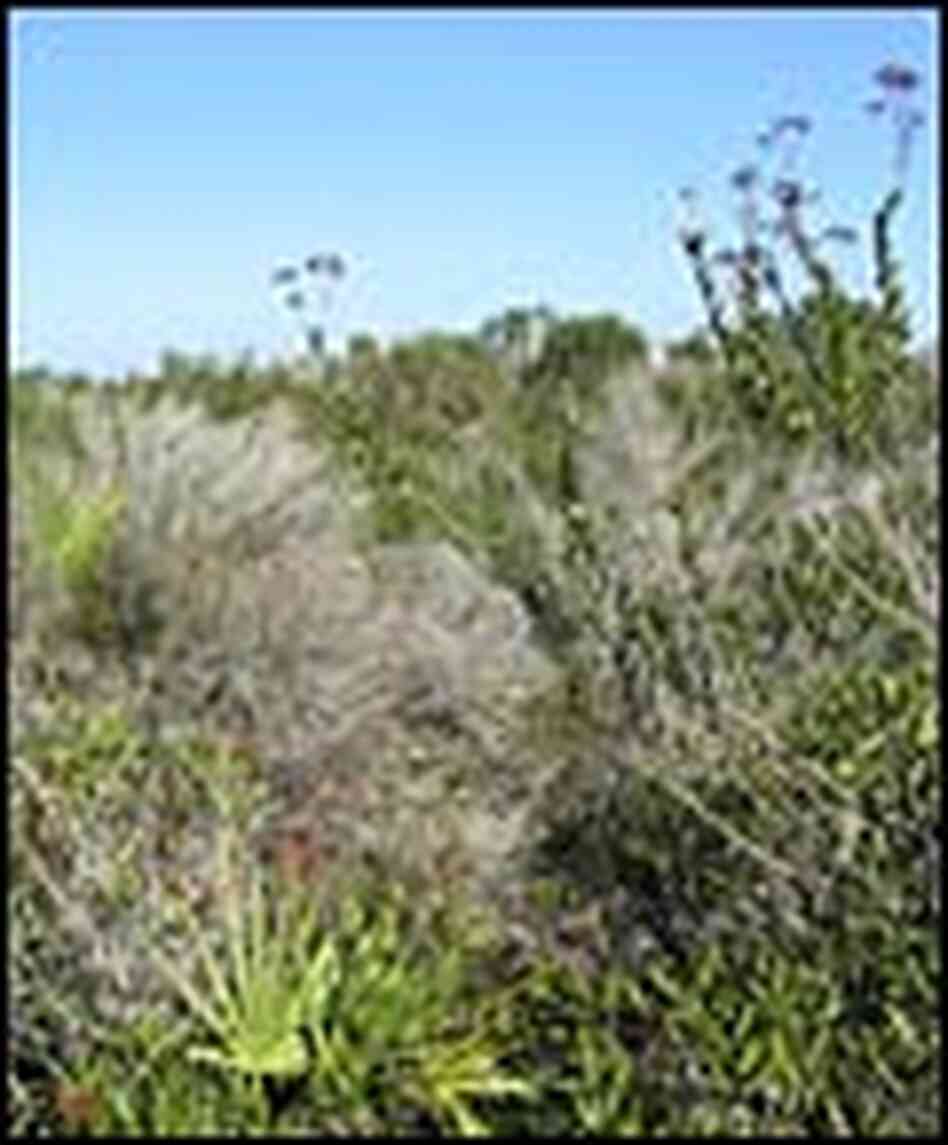 Florida Scrub Florida Scrub