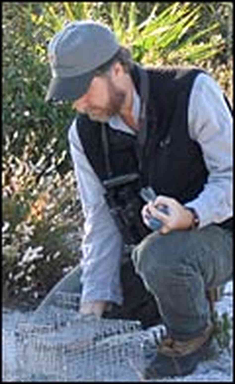 Reed Bowman retrieves a scrub-jay from a small wire trap laying on the ground. Reed Bowman retrieves a scrub-jay from a small wire trap laying on the ground.