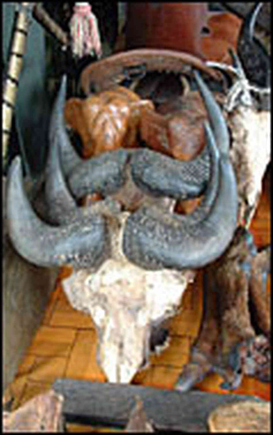 Southeast Asia�s Illegal Wildlife Trade NPR